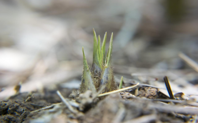 Comment empecher les racines des bambous d’endommager votre jardin ?