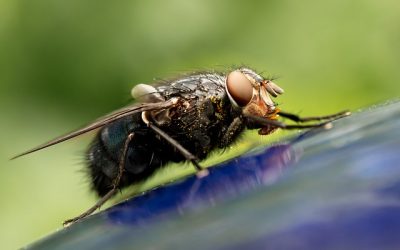 5 astuces naturelles pour vous debarrasser des mouches
