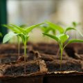 Faire de l'agriculture de temps à autre.