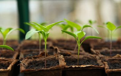 Faire de l’agriculture de temps à autre.